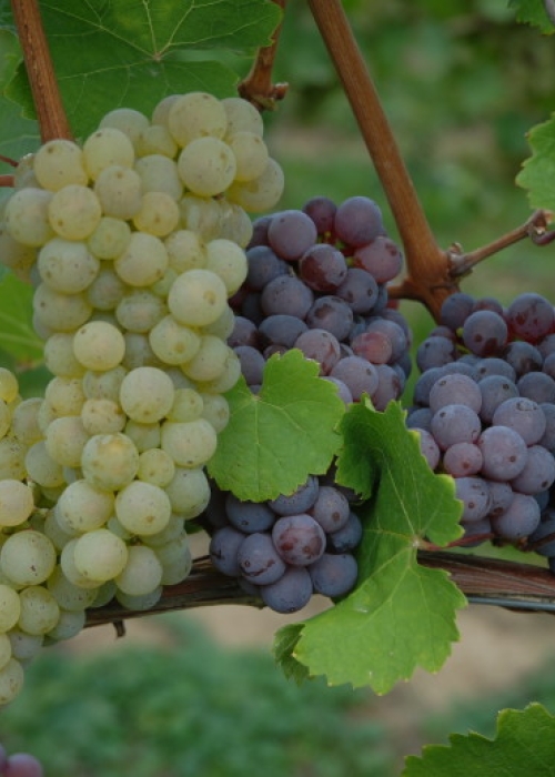 Farbmutation roter zu weissem Riesling ANT 0611